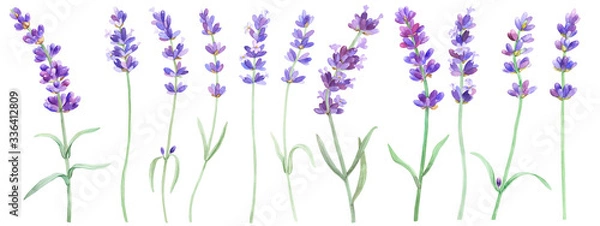 Fototapeta Lavender on an isolated white background, watercolor illustration, hand drawing. Stock illustration for design, invitations, greeting cards, postcards, pattern.