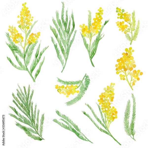 Fototapeta Watercolor illustration of a branch of mimosa. Set of isolated objects yellow flowers.