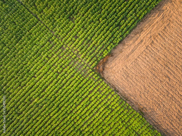 Fototapeta Aerial view ; Rows of soil before planting.Tobacco farm pattern in a plowed field prepared