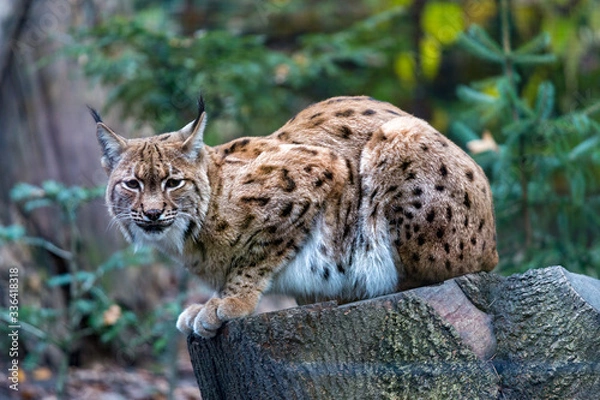 Obraz Carpathian lynx