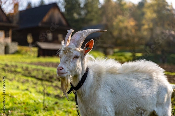 Obraz billy-goat