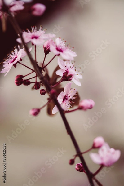 Obraz Sakura, Kirschblüten im Frühling