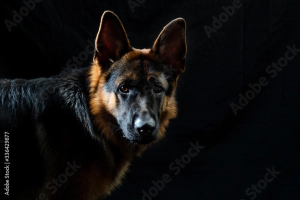 Fototapeta German shepherd portrait