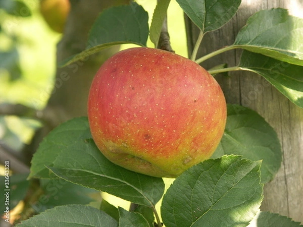 Obraz pomme Benedictin