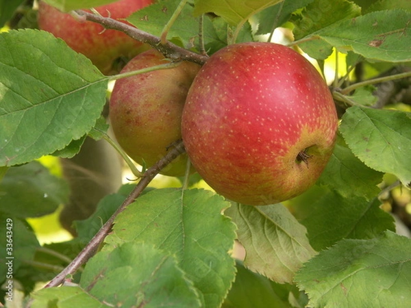 Obraz pomme Boskoop rouge