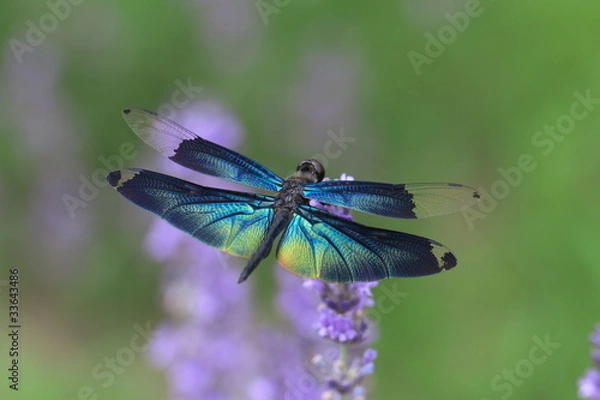 Obraz チョウトンボ