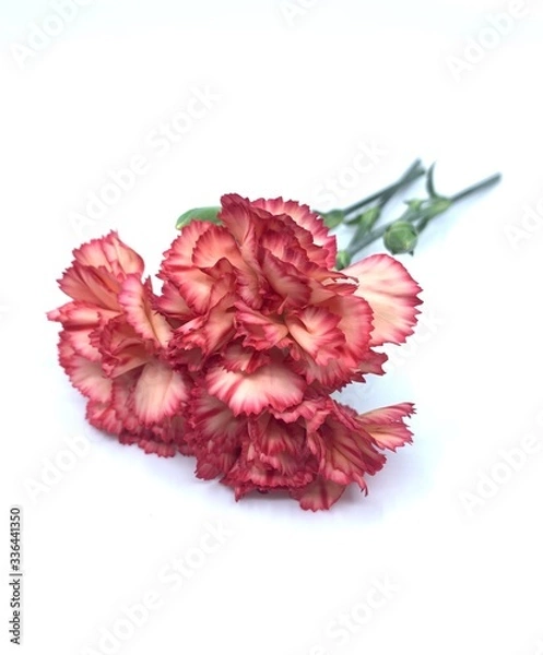 Obraz Chrysanthemum - close up