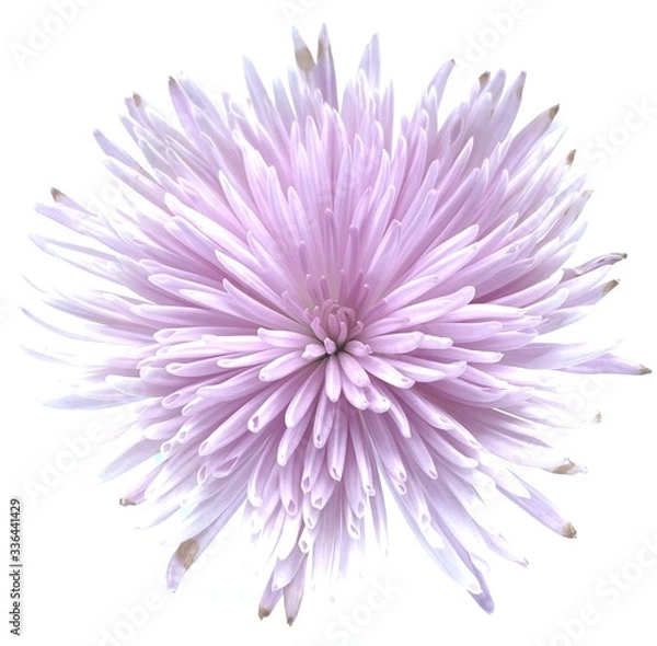 Obraz pink dahlia flower