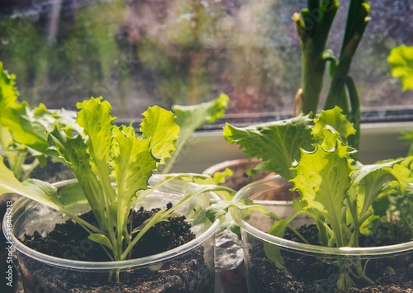 Fototapeta Growing healthy, vegetarian food at home with your own hands. Lettuce leaves grow in a transparent plastic cup on the windowsill.