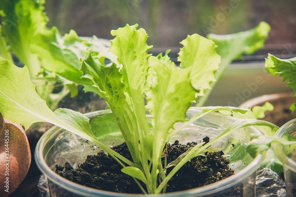 Fototapeta Growing healthy, vegetarian food at home with your own hands. Lettuce leaves grow in a transparent plastic cup on the windowsill.