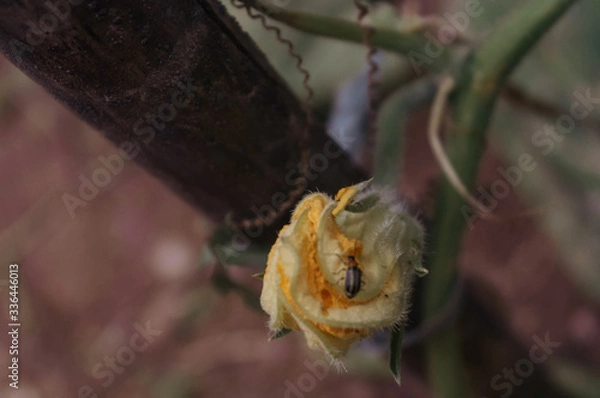 Obraz insect on a flower