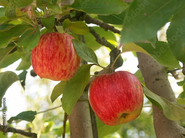 Obraz pomme 'Delbarestivale'