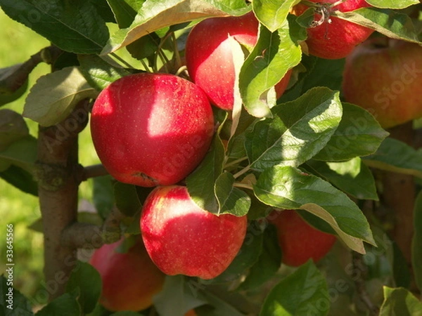 Obraz pommes 'Deljuga'