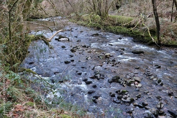Obraz River in the forest