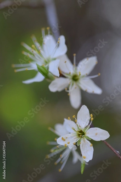 Fototapeta cherry blossom in spring
