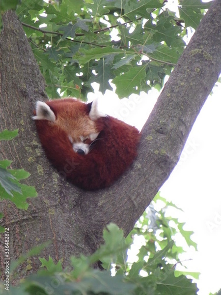 Fototapeta panda rosso