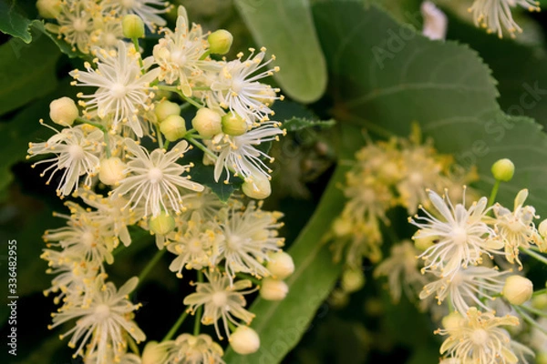 Fototapeta Linden yellow blossom of Tilia cordata tree (small-leaved lime, littleleaf linden flowers or small-leaved linden bloom ), banner close up. Botany blooming trees with white flowers.