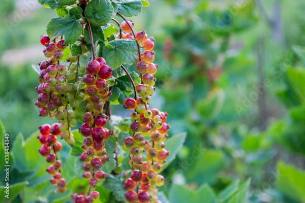 Obraz Red Currant hanging on a bush in the garden.