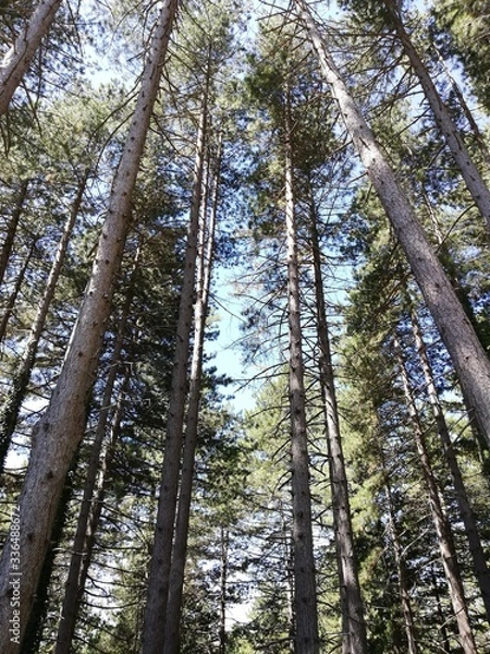 Obraz trees in the forest
