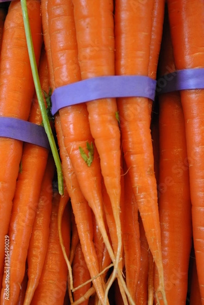 Obraz Zanahorias