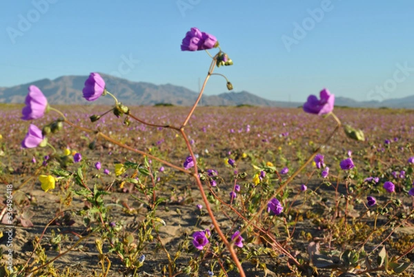 Obraz Desierto florido