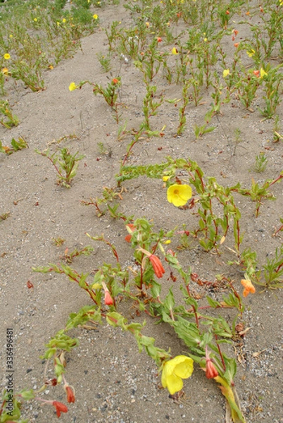 Obraz Desierto florido