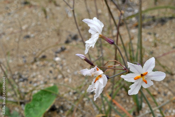 Obraz Desierto florido