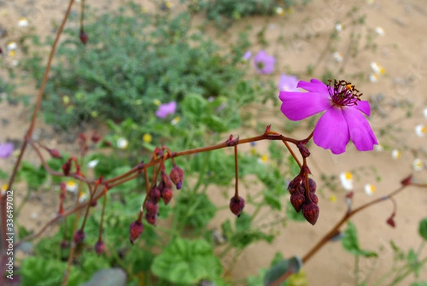 Obraz Desierto florido