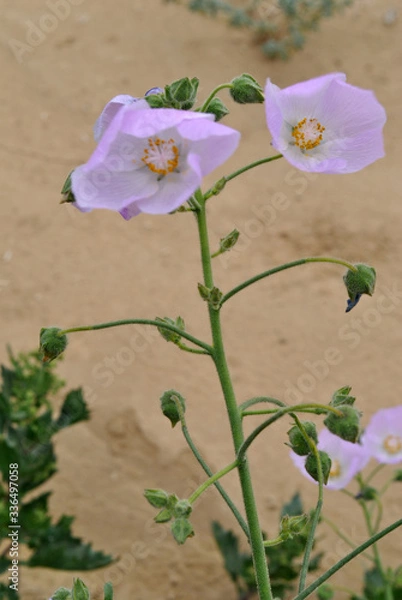 Obraz Desierto florido
