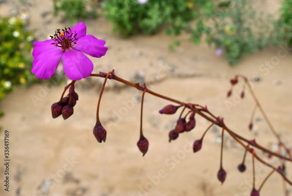 Obraz Desierto florido
