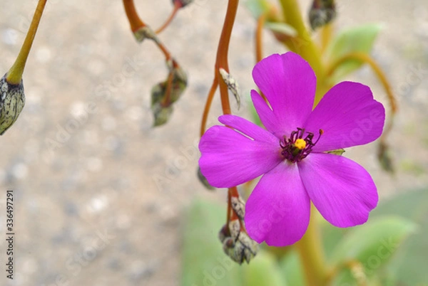 Obraz Desierto florido