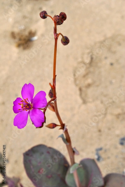 Obraz Desierto florido