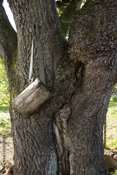 Fototapeta On an oak tree is a forgotten old wooden container for collection or storage.