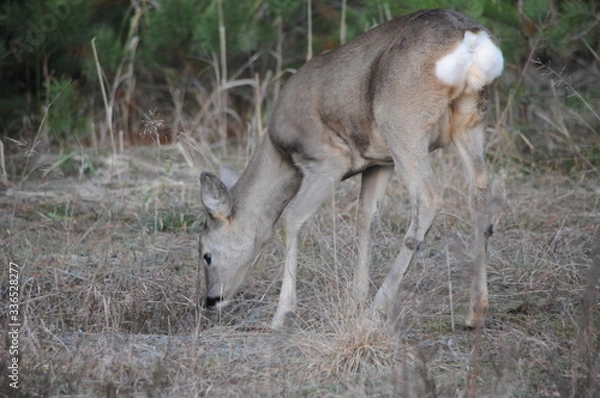 Obraz European roe deer (Capreolus capreolus) posing and displaying on camera