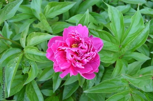 Obraz Pink peony