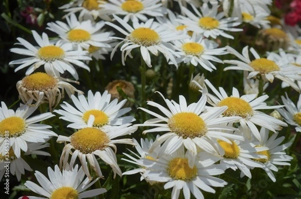 Obraz daisies in a garden