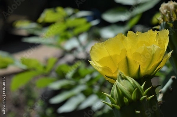 Obraz Yellow cactus flower