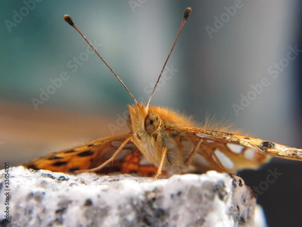 Fototapeta forefront of a small orange and silver butterfly on a stone