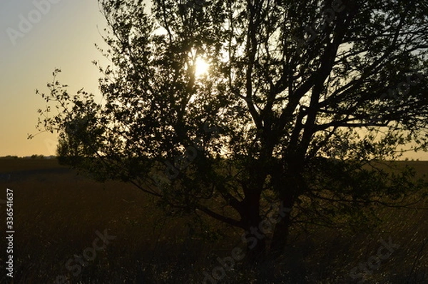 Obraz sunset in the woods