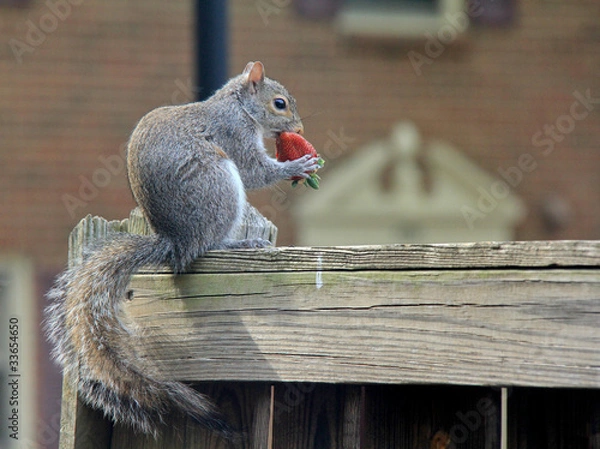Obraz Squirrel and Strawberry