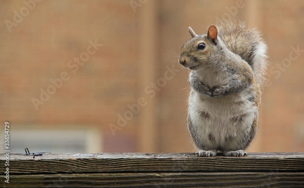Obraz Waiting for a friend