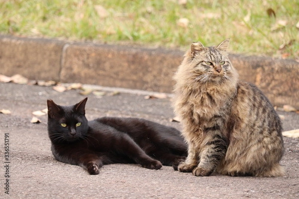 Obraz 日差しの下の２匹の野良猫