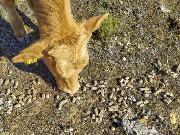 Fototapeta ternero pastando