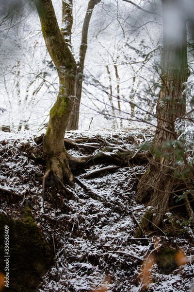 Obraz snow covered trees