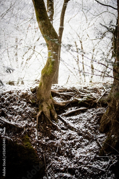 Obraz snow covered trees