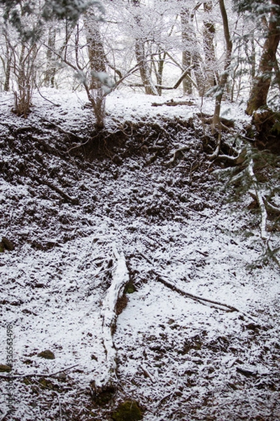 Fototapeta snow covered tree
