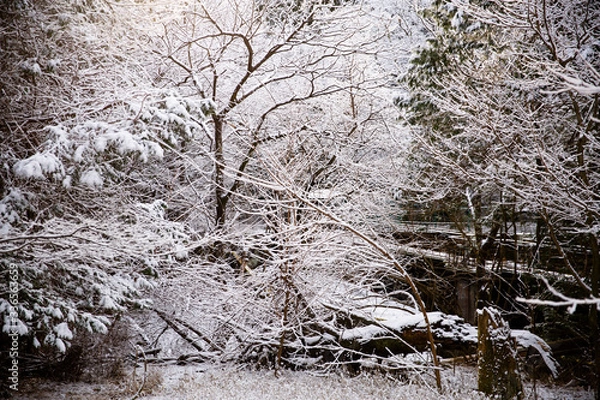 Obraz snow covered trees