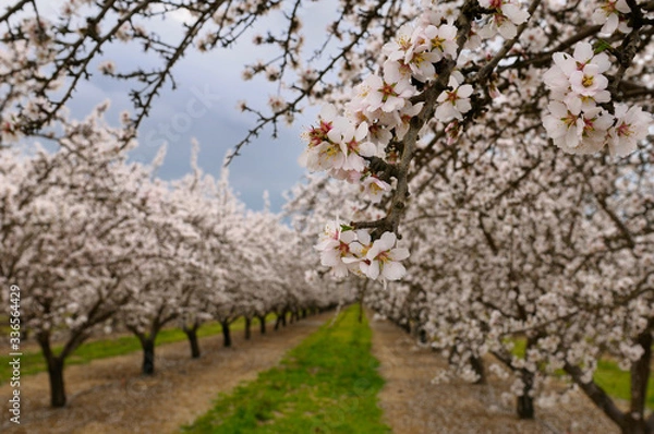Fototapeta Close up of blossoms on a flowering almond tree in a California orchard in winter