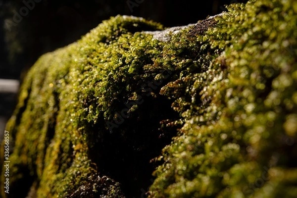 Obraz moss on the rock