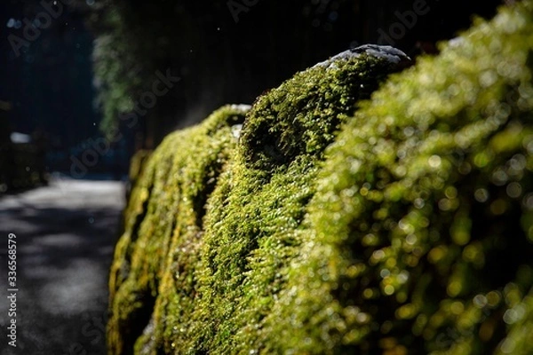 Obraz moss on the rocks